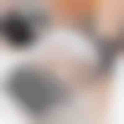 Krtača za mačke (2 kosa) | PURRCORNER